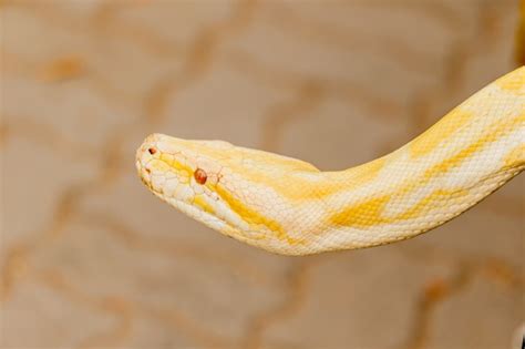 Boa vs Reticulated Python に対する画像結果