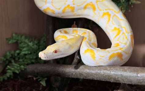 Boa vs Reticulated Python に対する画像結果
