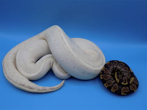 Image result for Spark Ball Python