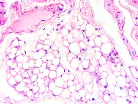 Heart Muscle Tissue に対する画像結果