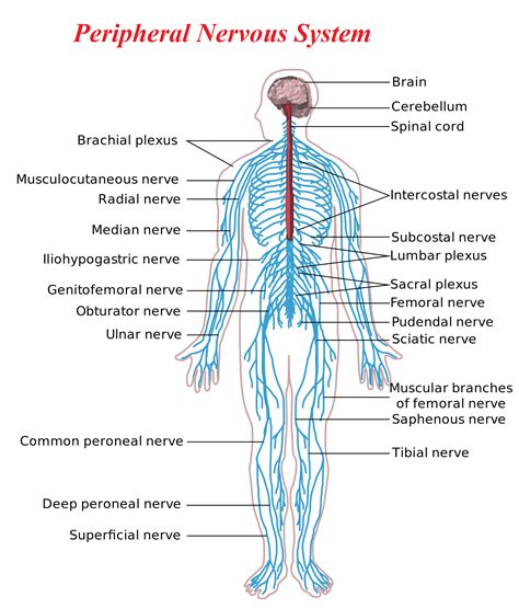 Image result for Peripheral Nerve Anatomy