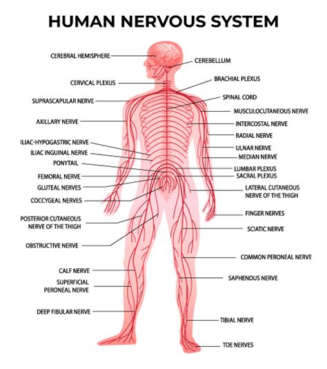 Image result for Peripheral Nervous System Structure