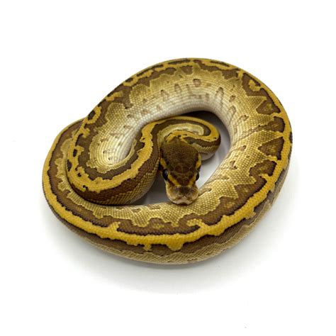 Image result for Kingpin Ball Python