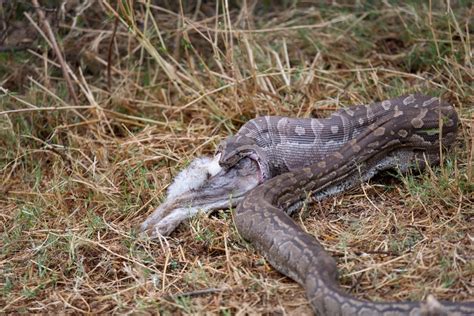 Image result for African Python and Digging Machine