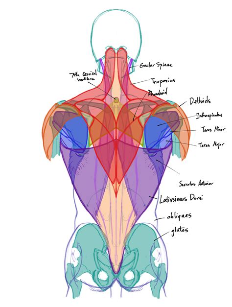 Résultat d’images pour Back Muscles Drawing Arms
