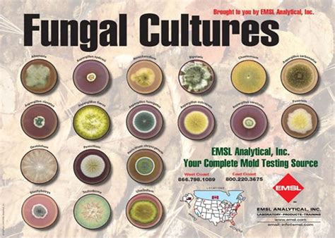 Image result for Food Test Lab