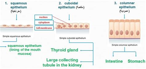 Image result for Animal Tissue Types