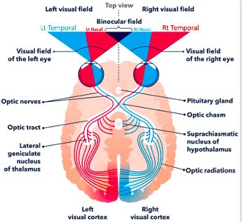 Image result for Visual Field Tracts