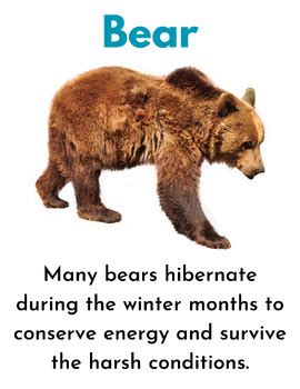 Image result for Informational Text About Animals