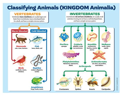 Image result for Animal Kingdom Science Classification