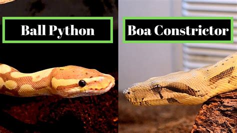 Python Boa Anaconda に対する画像結果
