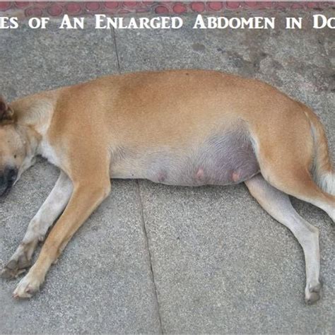 Toradh íomhá ar Alien Inside My Dog Stomach