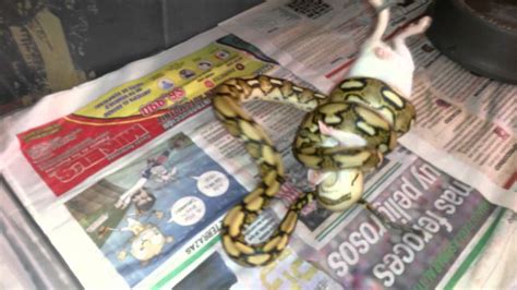 Image result for Python Eat Tiger