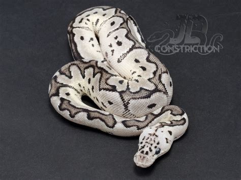 Afbeeldingsresultaten voor Axanthic Pastel Ball Python