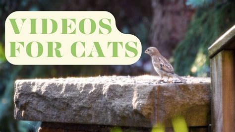Image result for Bird Watching Videos for Cats