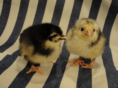 Toradh íomhá ar Java Black Finish