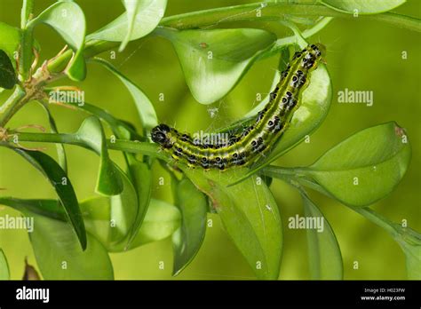 Box Tree Moth Caterpillar に対する画像結果