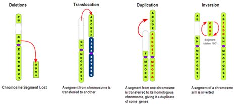Toradh íomhá ar Inversion Chromosomal Mutation