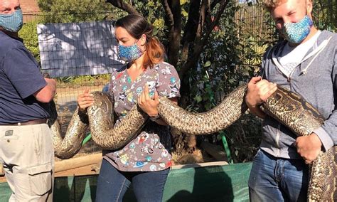 Image result for Limpopo African Python