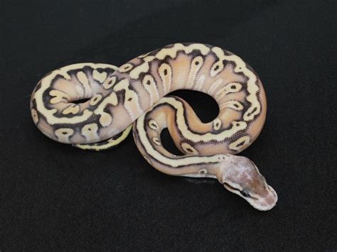 Image result for Woma Ball Python Morph