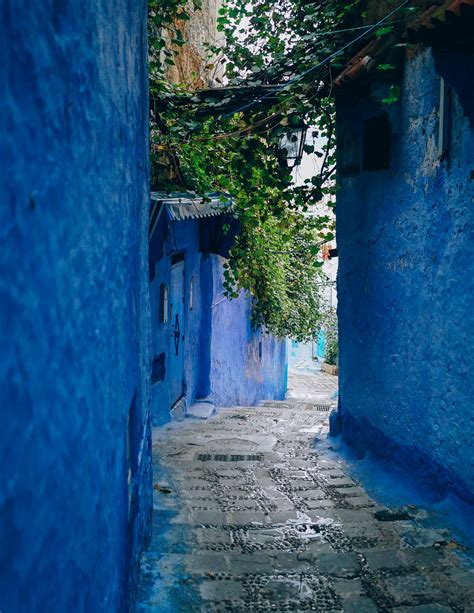 Résultat d’images pour Blue Spring Wildflowers