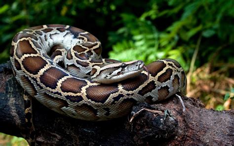 Toradh íomhá ar Python Sqrt