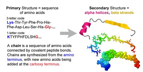 Secondary Protein Structure に対する画像結果