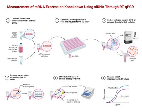 How Do PCR Tests Work に対する画像結果