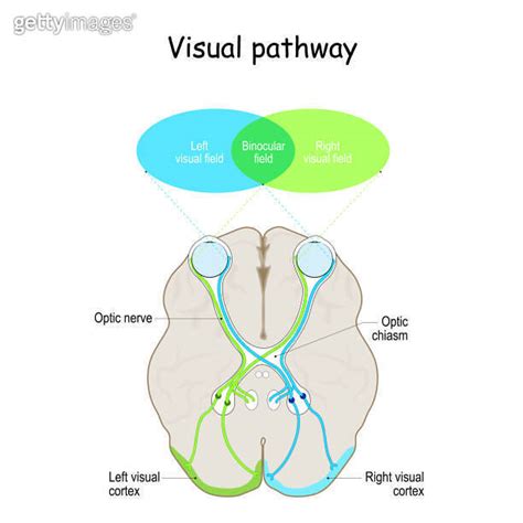 Visual Pathway Brain-साठीचा प्रतिमा निकाल