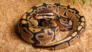 Burmese Python Facts-এর ছবি ফলাফল