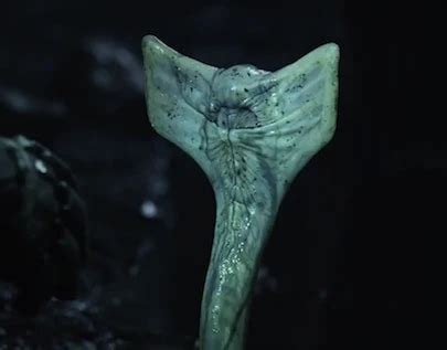 Image result for Alien Prometheus Snake