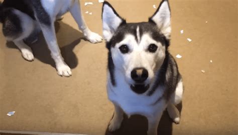 Image result for Guilty Huskies