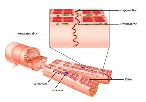 Heart Muscle Tissue に対する画像結果