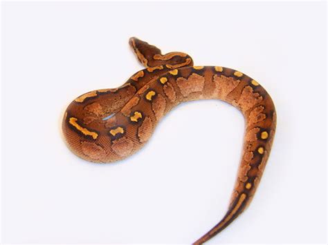 Image result for Graffiti Ball Python