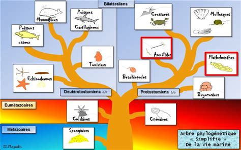 Image result for Classification Des Vers