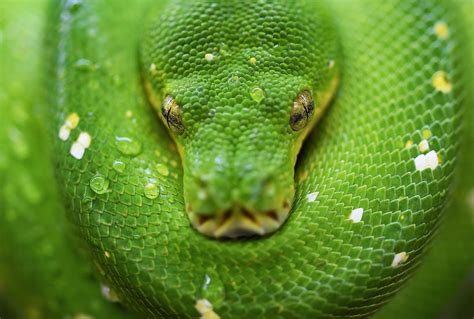 Image result for Anaconda Python