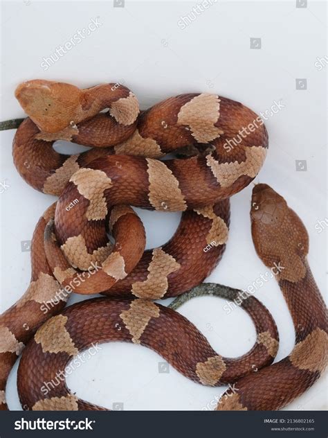 Image result for Copperhead Snake Pattern