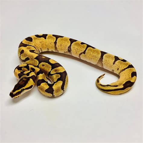 Toradh íomhá ar Ball Python Super Wome