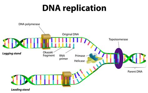 Image result for DNA Replication Process Steps