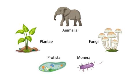 Image result for Classification System Examples