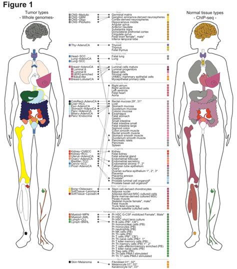Image result for Human Tissue Types