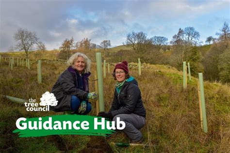 Image result for Hedge Trees Planting Guide