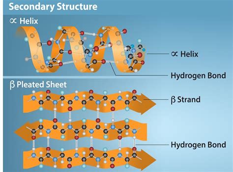Secondary Protein Structure に対する画像結果