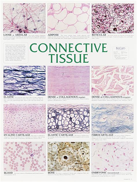 All Types of Connective Tissue に対する画像結果