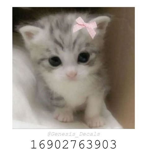 Toradh íomhá ar Coding Profile Pic