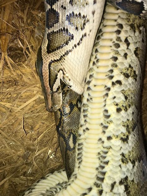Reticulated Python Eating Another Snake に対する画像結果