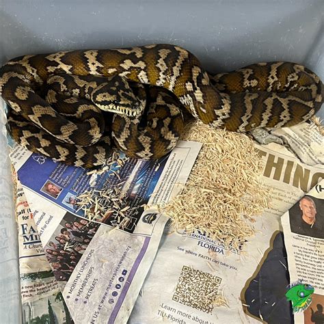 Image result for Python Snake Adult