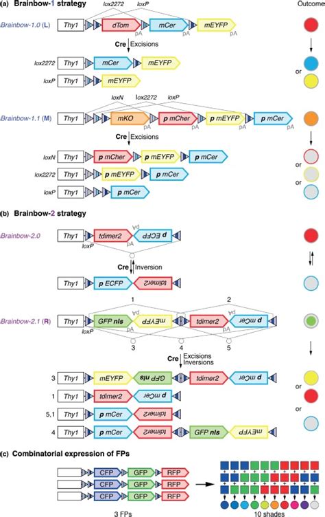 Image result for Brainbow Method Inversion