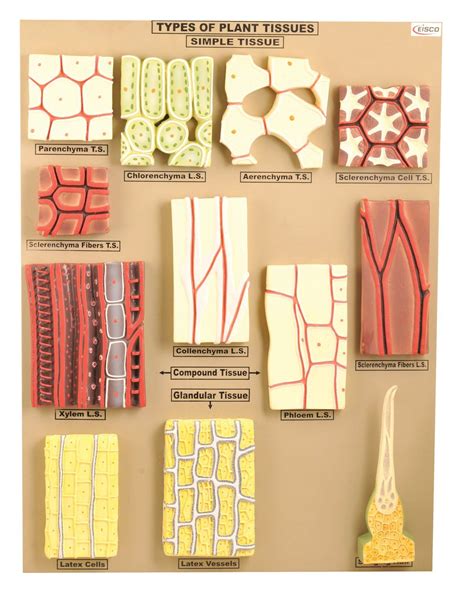 Image result for Plant Cell Tissue Types
