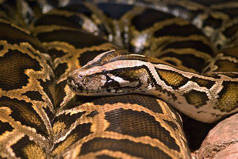 Image result for Python National Geographic